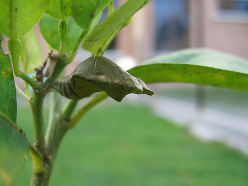 Alien cocoon!