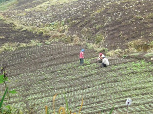 Sower sowing seed