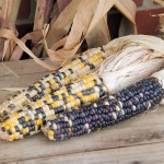 ThanksgivingCorn ThanksgivingCorn
