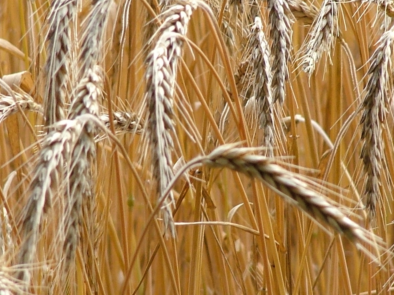 The Harvest is ripe Wheat Harvest
