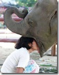 elephantkiss.jpg elephantkiss.jpg