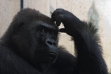 gorillascratchinghead