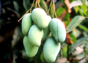 green-mango_11129 green-mango_11129