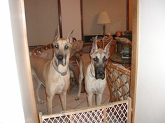 Great Danes Dog Park